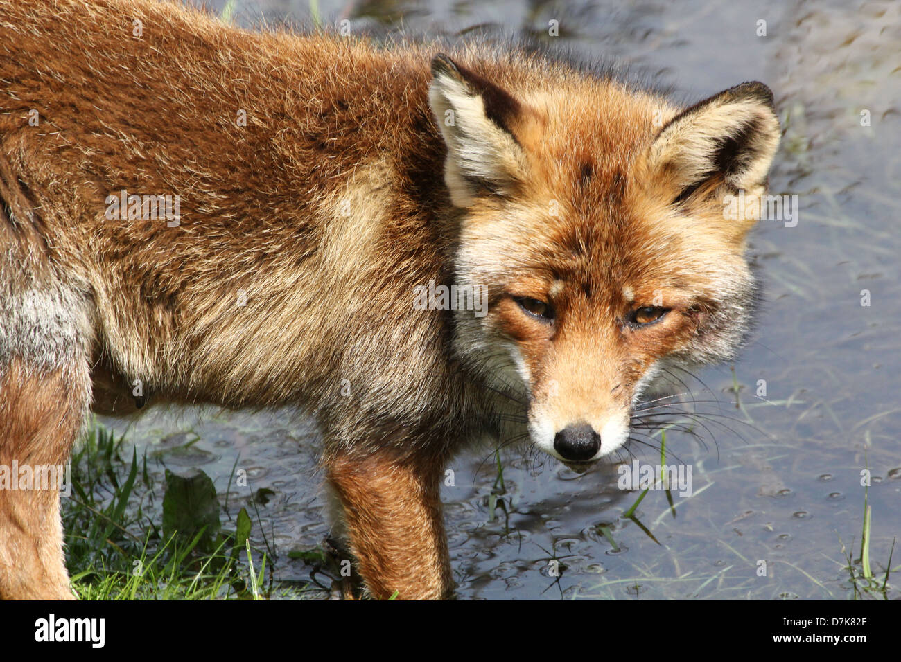 Close-up ritratto dettagliato di un selvaggio Red Fox ( vulpes vulpes vulpes) acqua potabile in una calda giornata di primavera Foto Stock