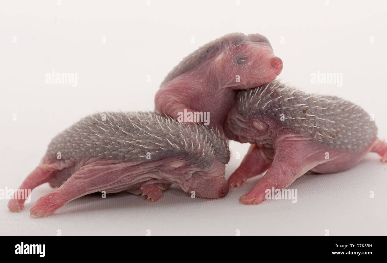 Tre neonato riccio europeo Foto Stock