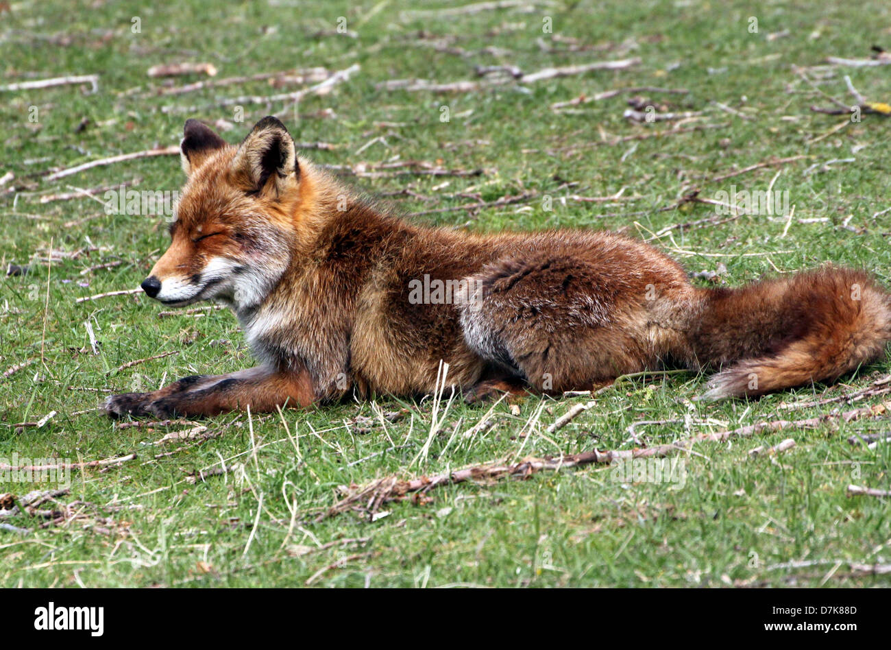 Close-up ritratto dettagliato di un selvaggio Red Fox ( vulpes vulpes vulpes) poltrire in estate il sole Foto Stock