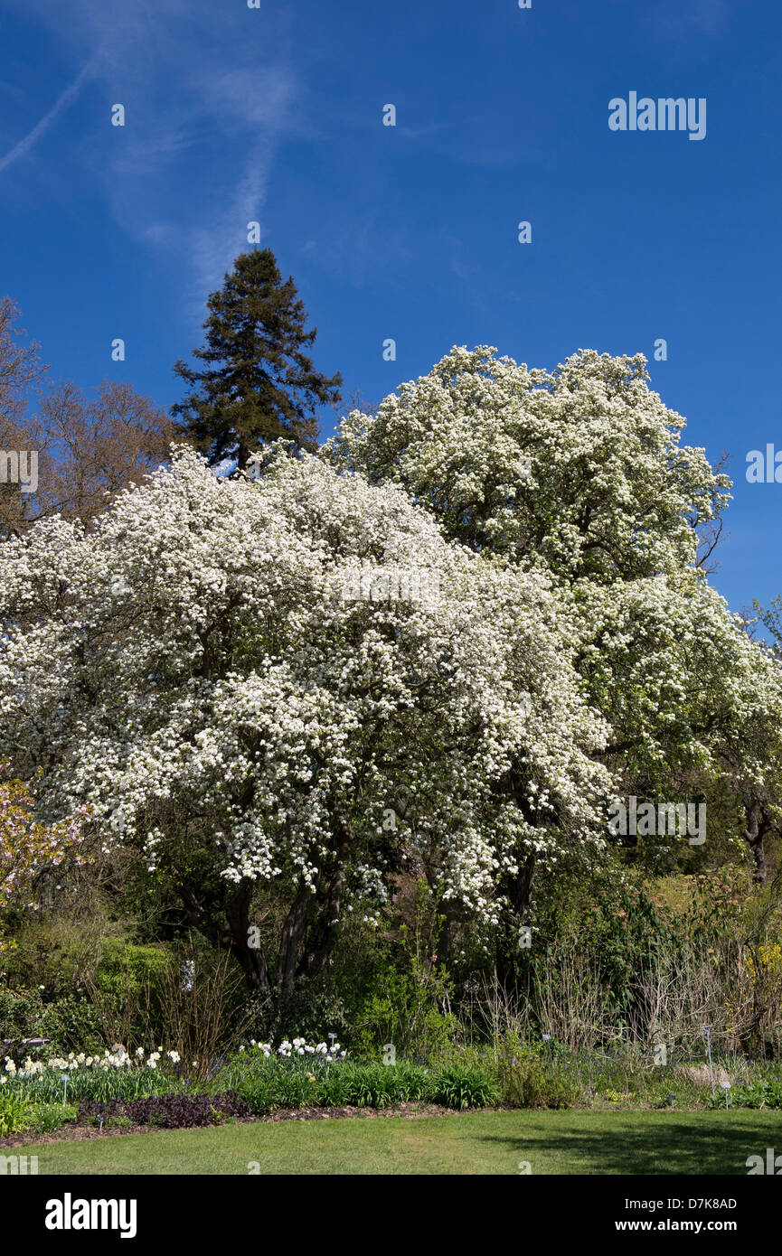 Pyrus pashia. Wild Himalayan pear tree in fiore a RHS Wisley Gardens, Surrey, Inghilterra Foto Stock