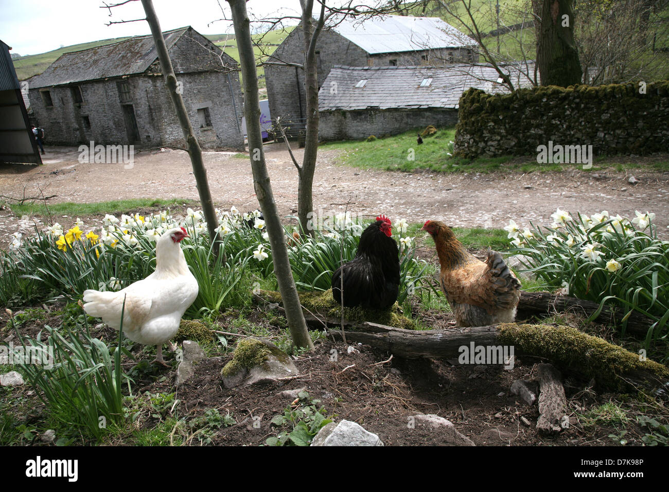 I polli in una fattoria Youlgreave Derbyshire Foto Stock