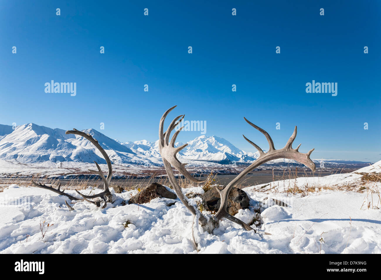 Stati Uniti d'America, Alaska, corna di renne nella parte anteriore del monte Mckinley al Parco Nazionale di Denali Foto Stock