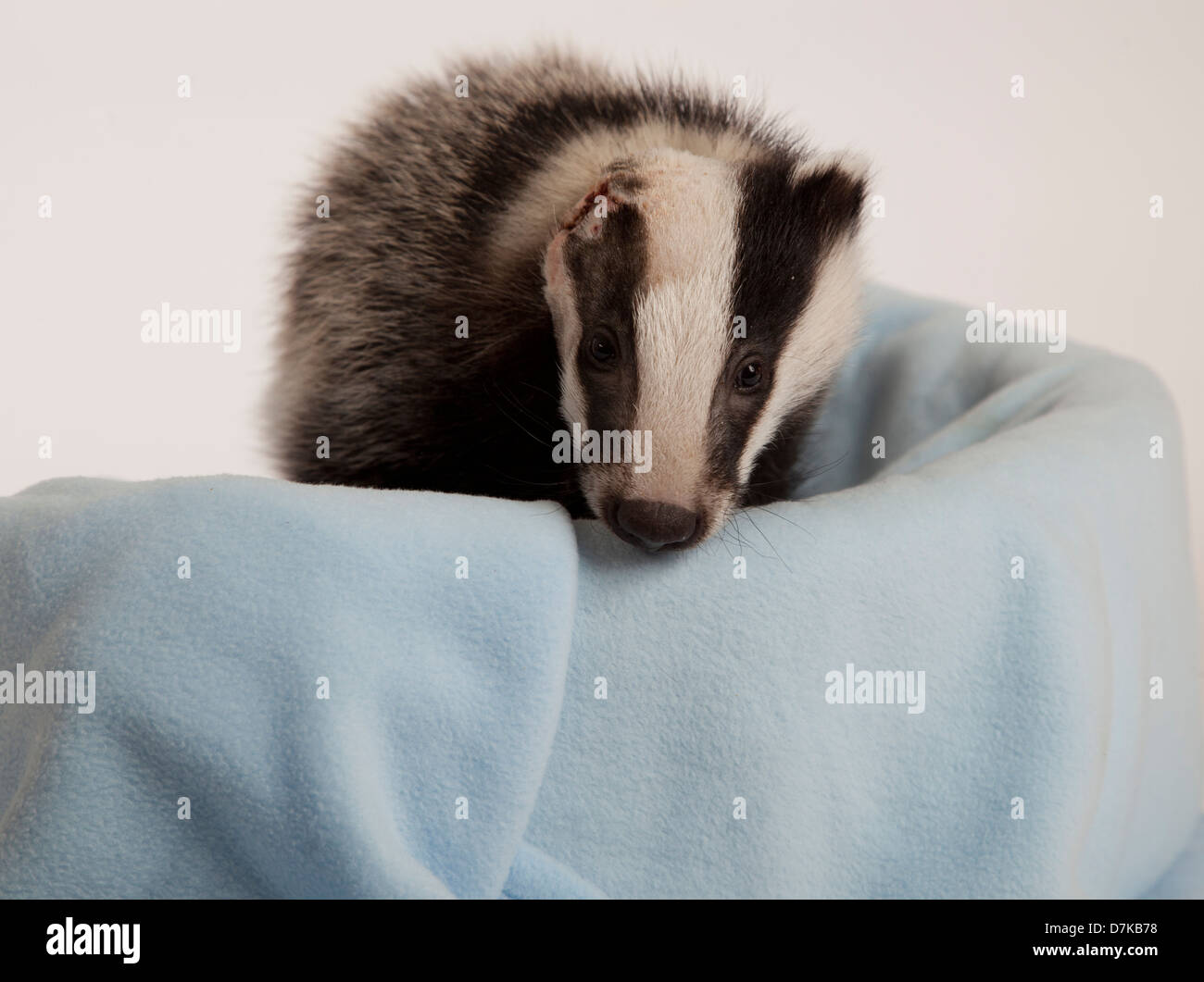 I capretti Unione Badger con lesione alla testa Foto Stock