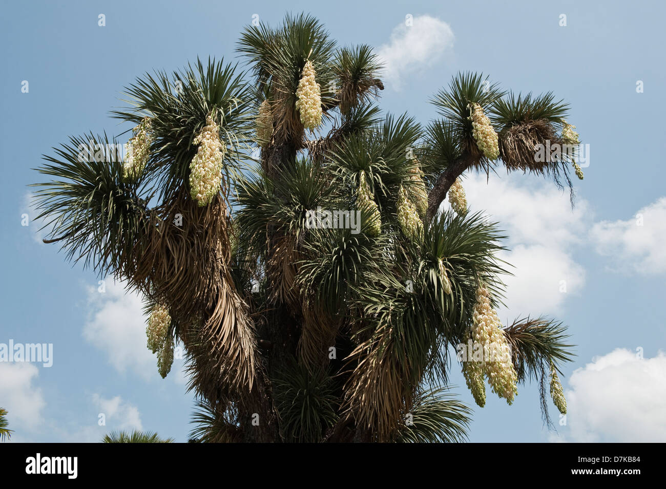 La pianta messicana Yucca australis fiori nei Giardini Botanici (Orto Botanico), Firenze, Italia Foto Stock