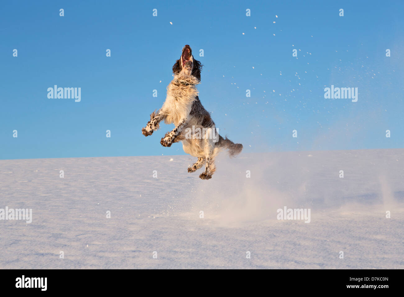 In Germania, in Baviera, English Springer Spaniel giocare nella neve Foto Stock