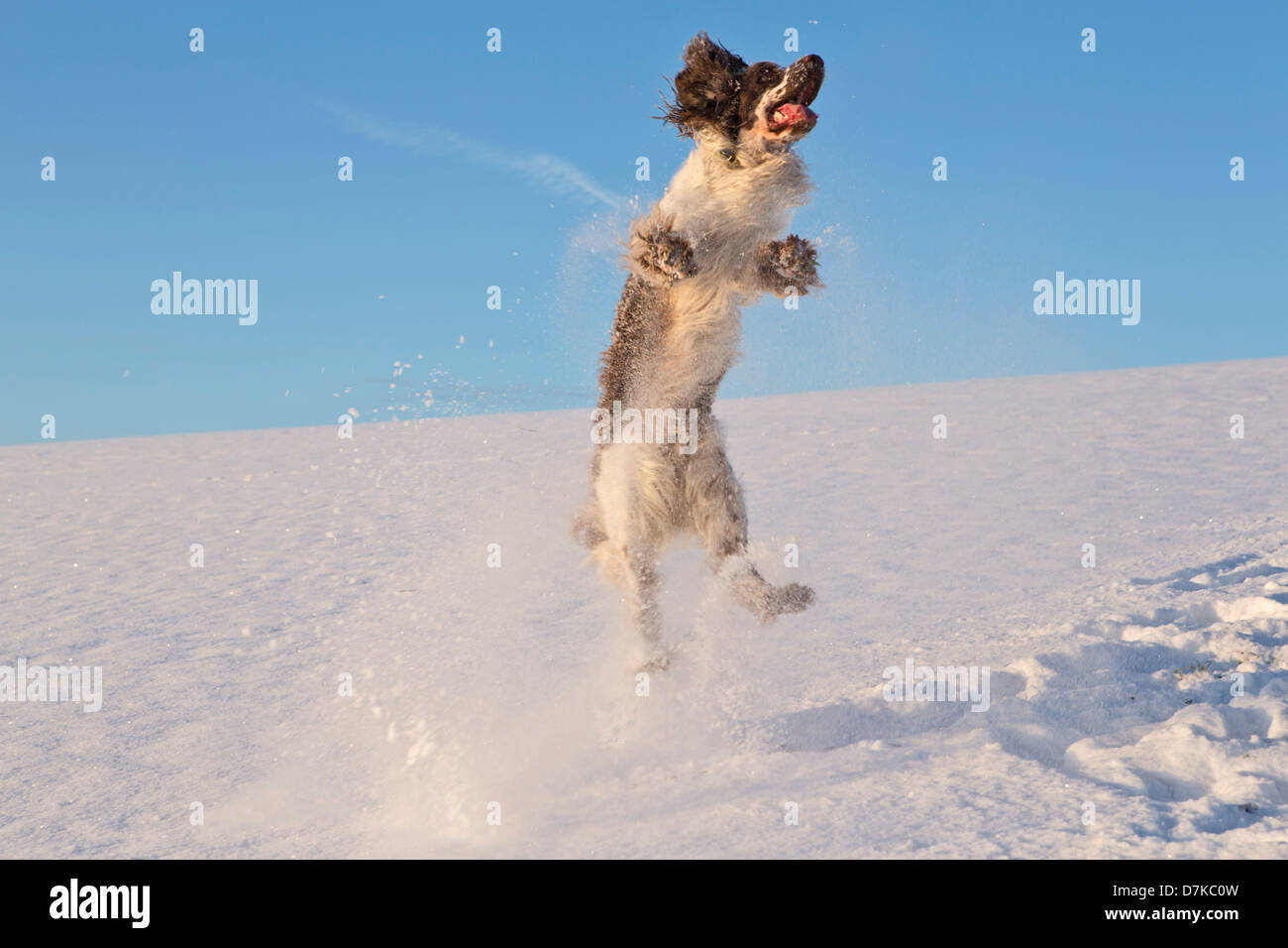 In Germania, in Baviera, English Springer Spaniel giocare nella neve Foto Stock