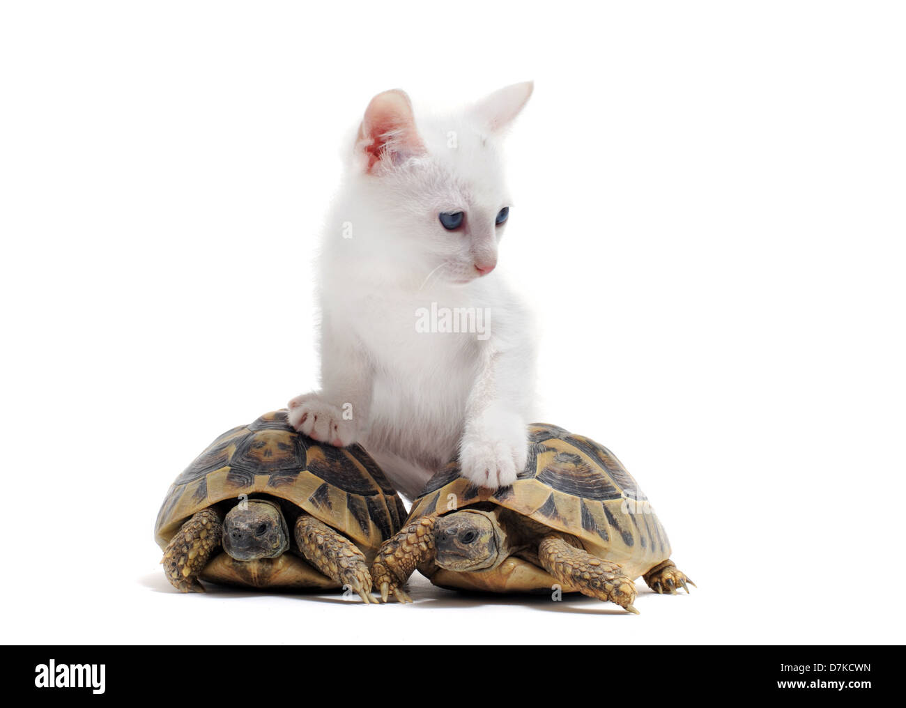 Due tartarughe isolato e gattino su un bianco sfondo isolato Foto Stock