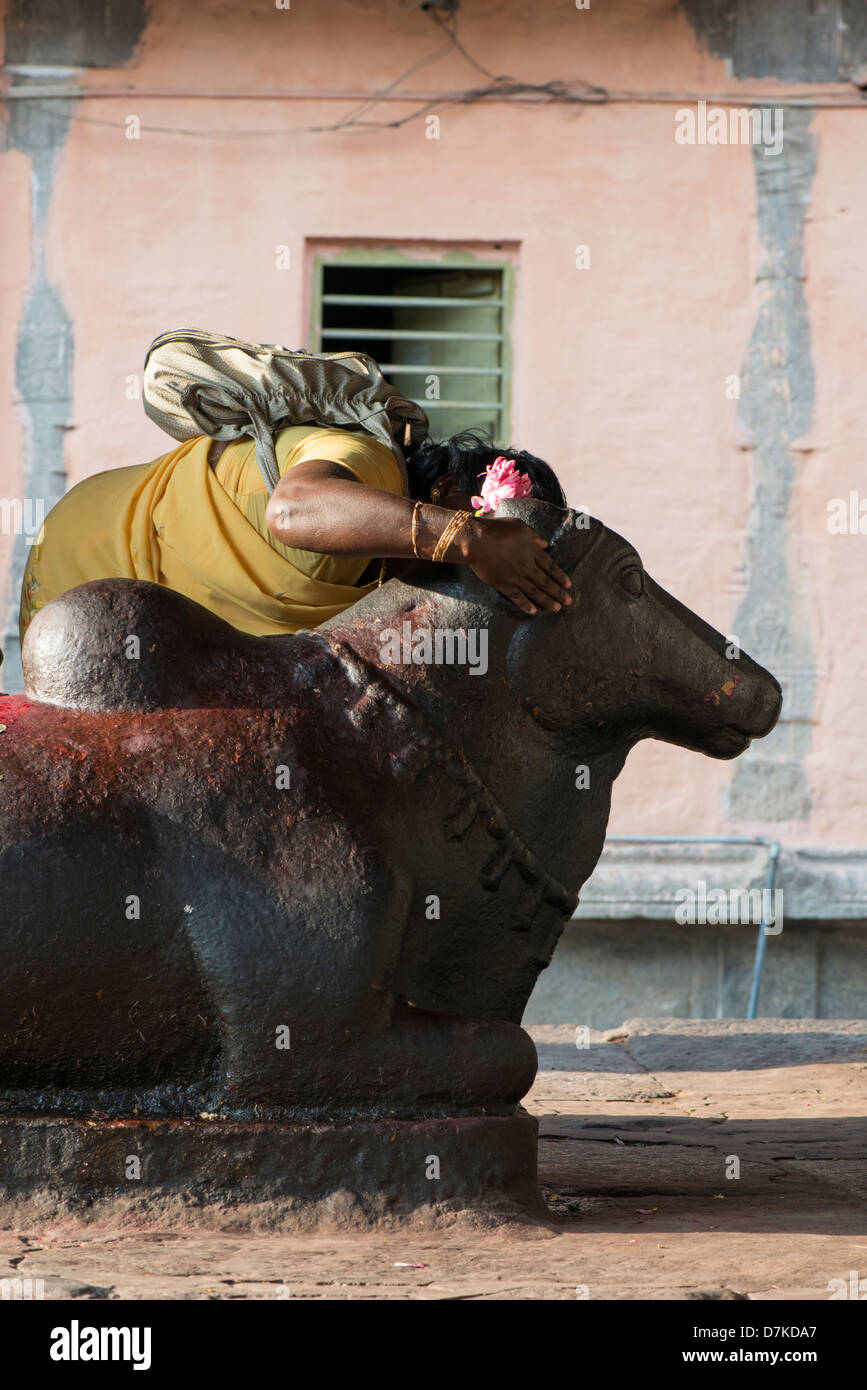Un indù devoto di coccole una statua della divinità Nandi nel Tempio Arunachaleswara a Tiruvannamalai, Tamil Nadu, India Foto Stock