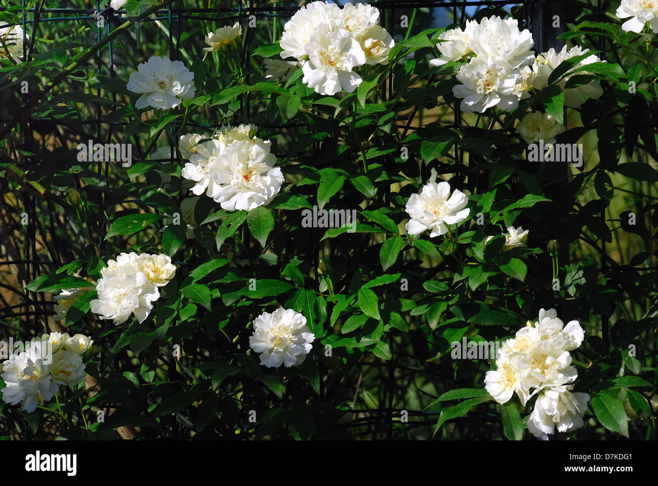 Rosa Banksiae Alba Plena è una vecchia rosa bianca. È stato scoperto nel 1807 da William Kerr in un giardino del cespuglio del Canton. Rose. Foto Stock