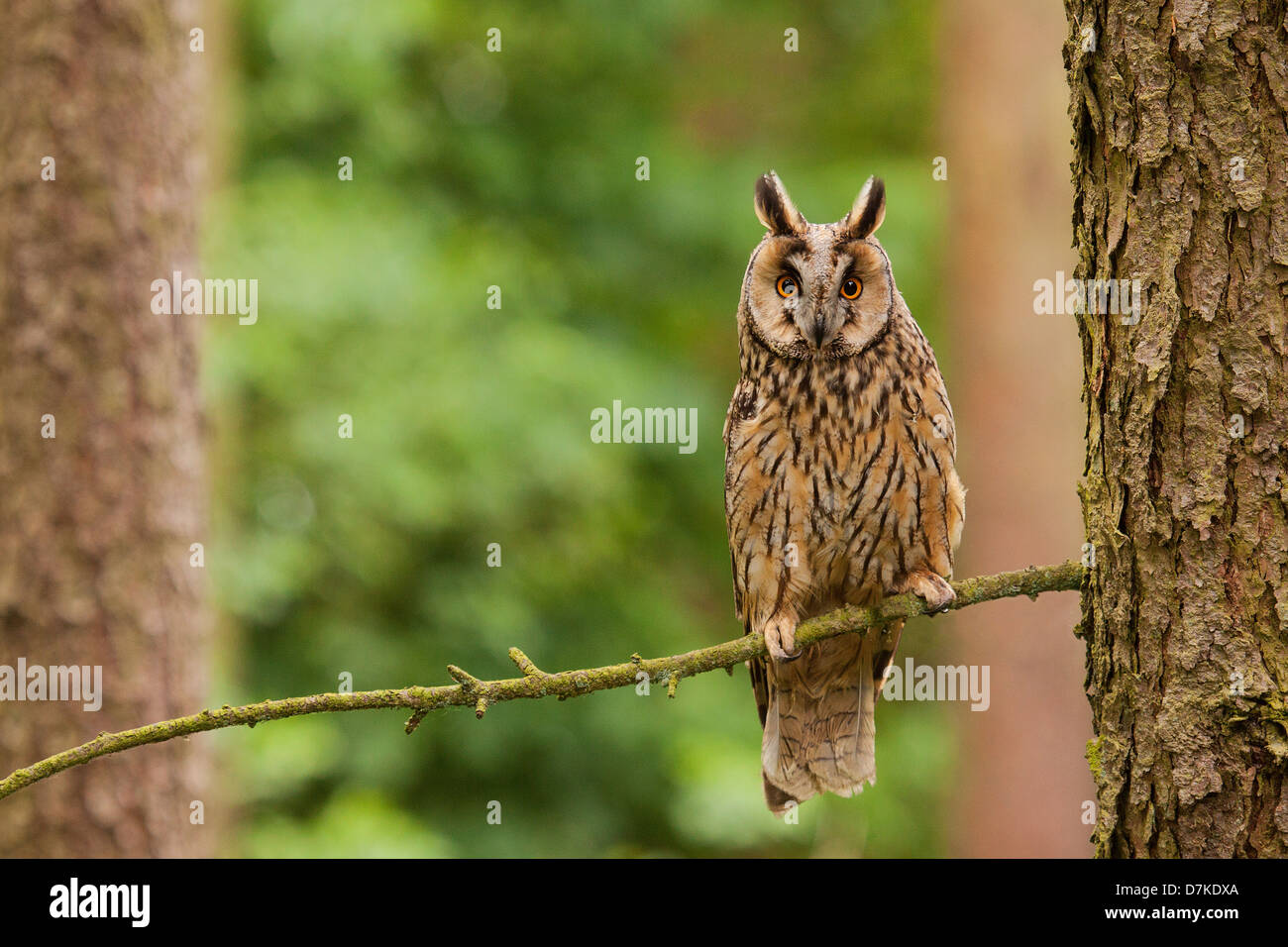Gufo comune - Asio otus Foto Stock