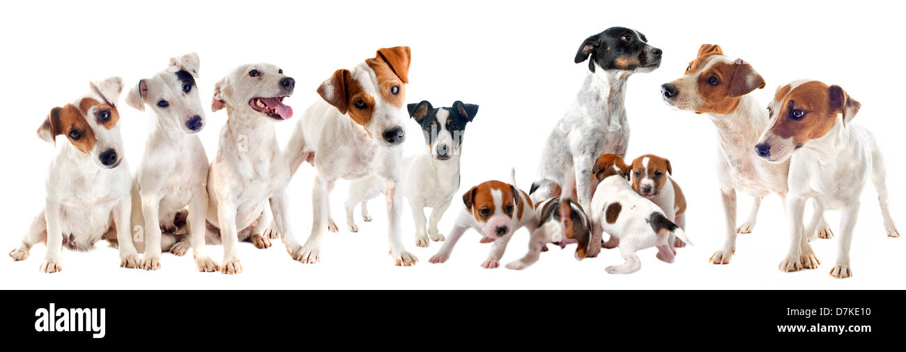 Gruppo di riproduttori di razza jack russel terrier in studio Foto Stock