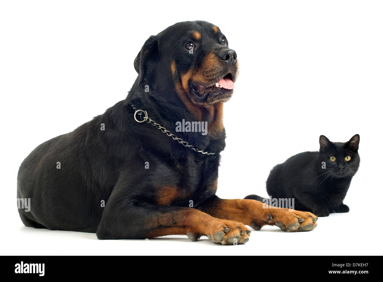 Ritratto di una razza Rottweiler e gatto nero nella parte anteriore del  fondo bianco Foto stock - Alamy