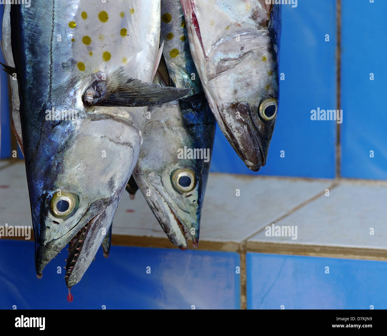 Sgombri pescati sul versante del Pacifico di Panama. Foto Stock