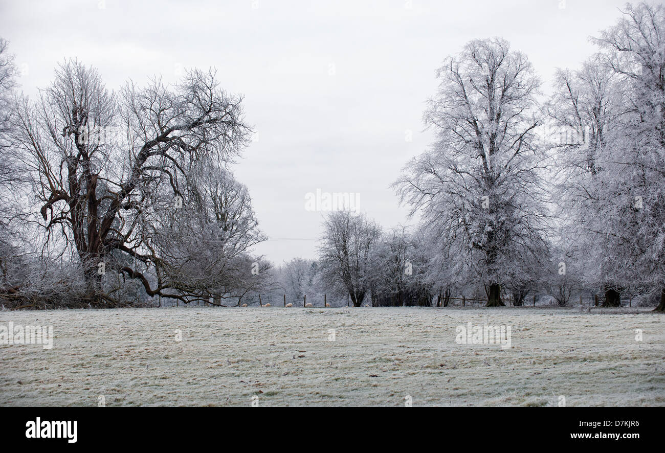 Boschi e alberi in gelo invernale Foto Stock