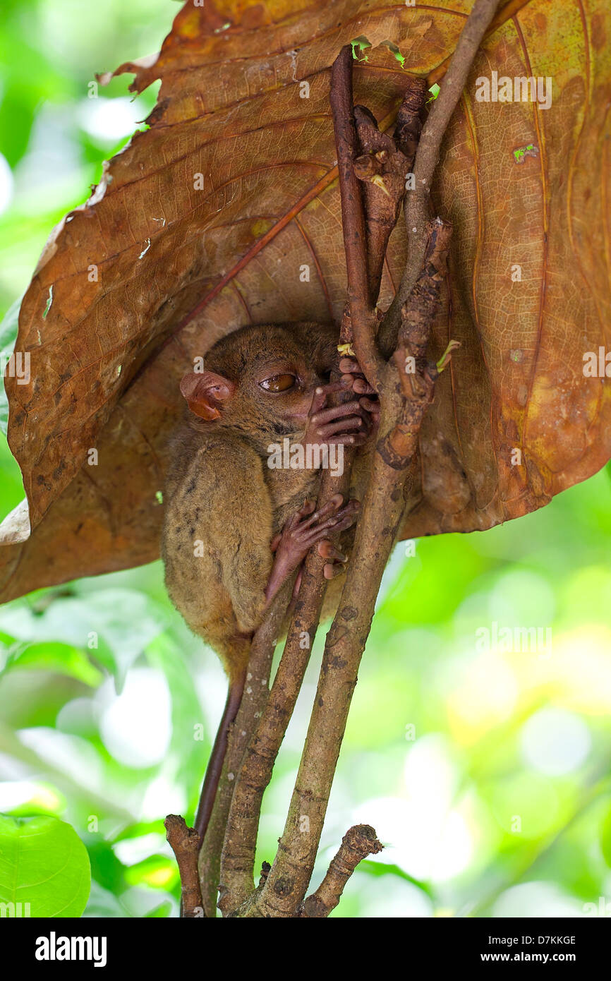 Tarsier Foto Stock