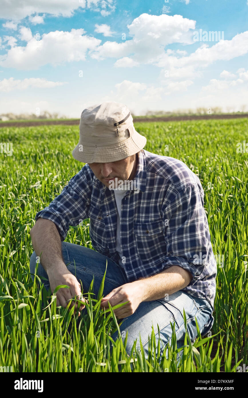 Uomo in campo di grano. Lavoratore agricolo in verde giovane campo di grano. Foto Stock