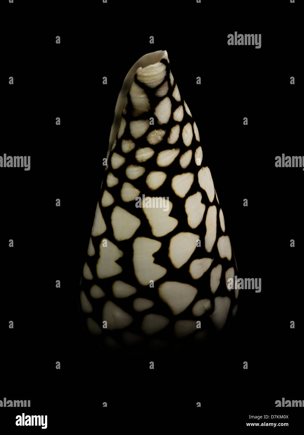Cloes fino del cono in marmo conchiglia di mare. Foto Stock