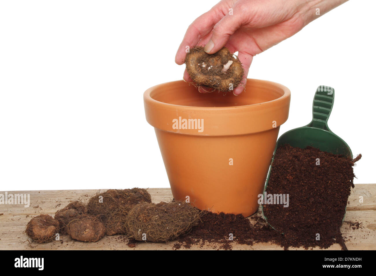 La mano di piantare una begonia lampadina in un impianto pentola su un banco di incapsulazione Foto Stock