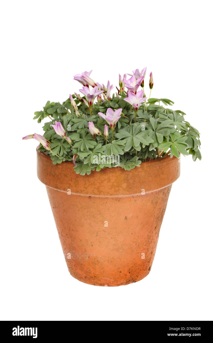 Silver Shamrock, Oxalis adenophylla pianta con i fiori in un vaso in terracotta isolata contro bianco Foto Stock