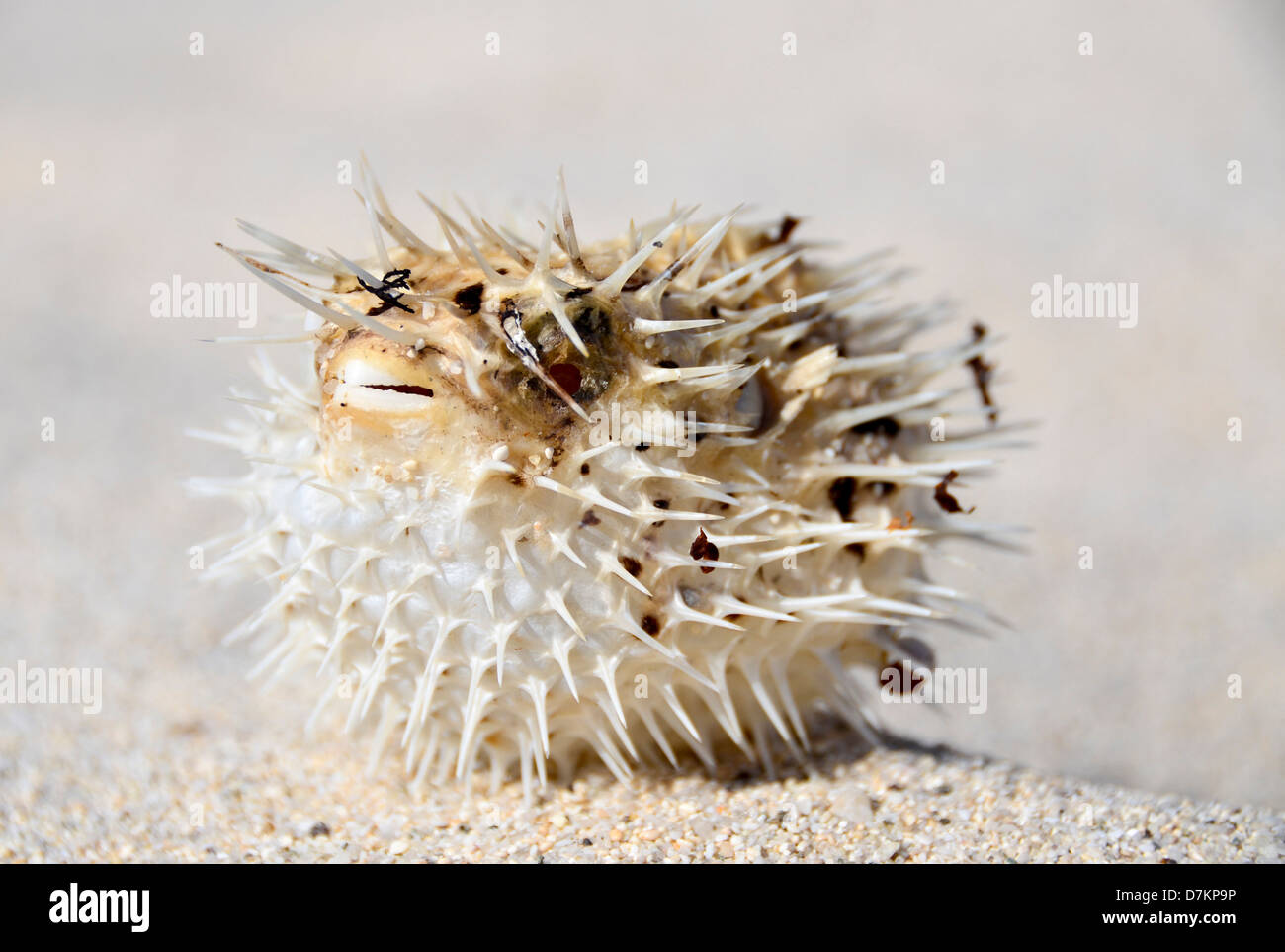 Isla de Espiritu Santo, Baja, Messico, essiccato a lungo spined Istrice-pesci poggia sulla sabbia. Foto Stock