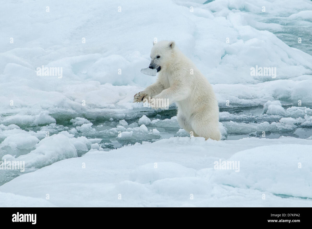 Carino Polar Bear Cub, Ursus maritimus, giocando con ghiaccio nella sua bocca sulla Olgastretet Pack ghiaccio, arcipelago delle Svalbard, Norvegia Foto Stock