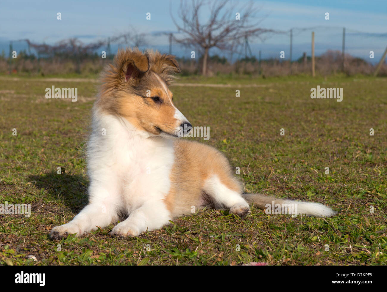 Ritratto di un cucciolo di razza Shetland dog Foto Stock