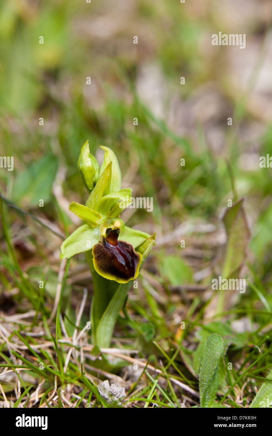 Inizio spider orchid (Ophrys sphegodes), Kent, Regno Unito, molla Foto Stock