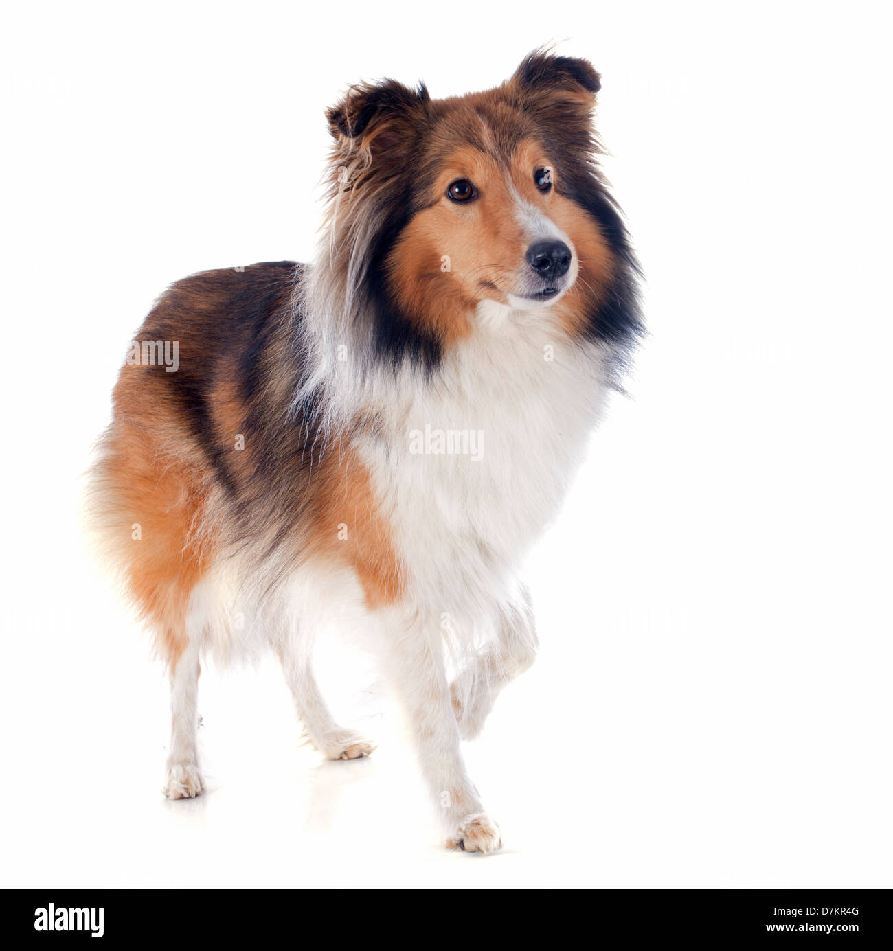 Ritratto di una razza di cane shetland davanti a uno sfondo bianco Foto Stock