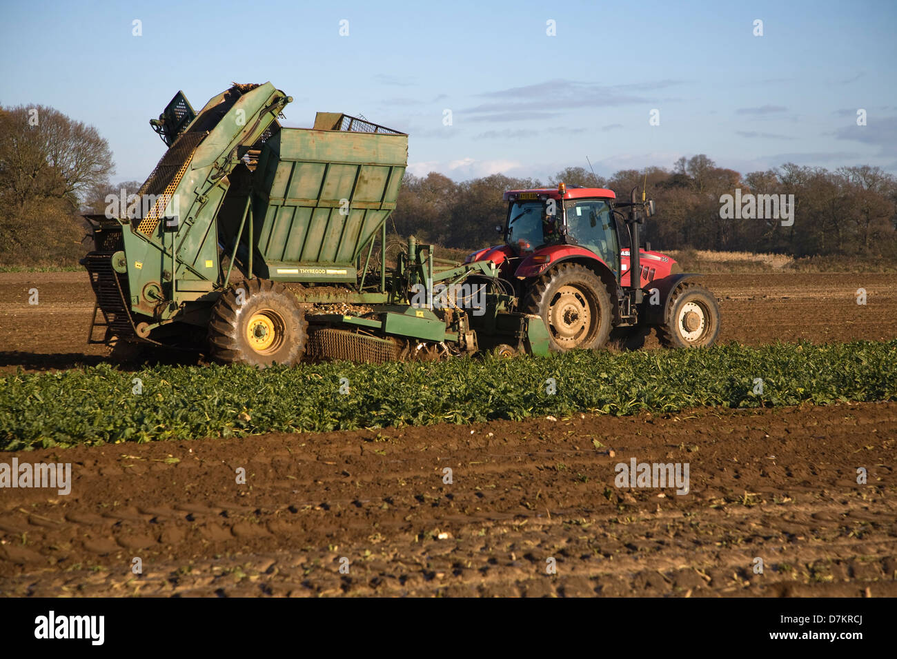Thyregod barbabietola da zucchero harvester prelevata dal trattore in campo di raccolta, Shottisham, Suffolk, Inghilterra Foto Stock