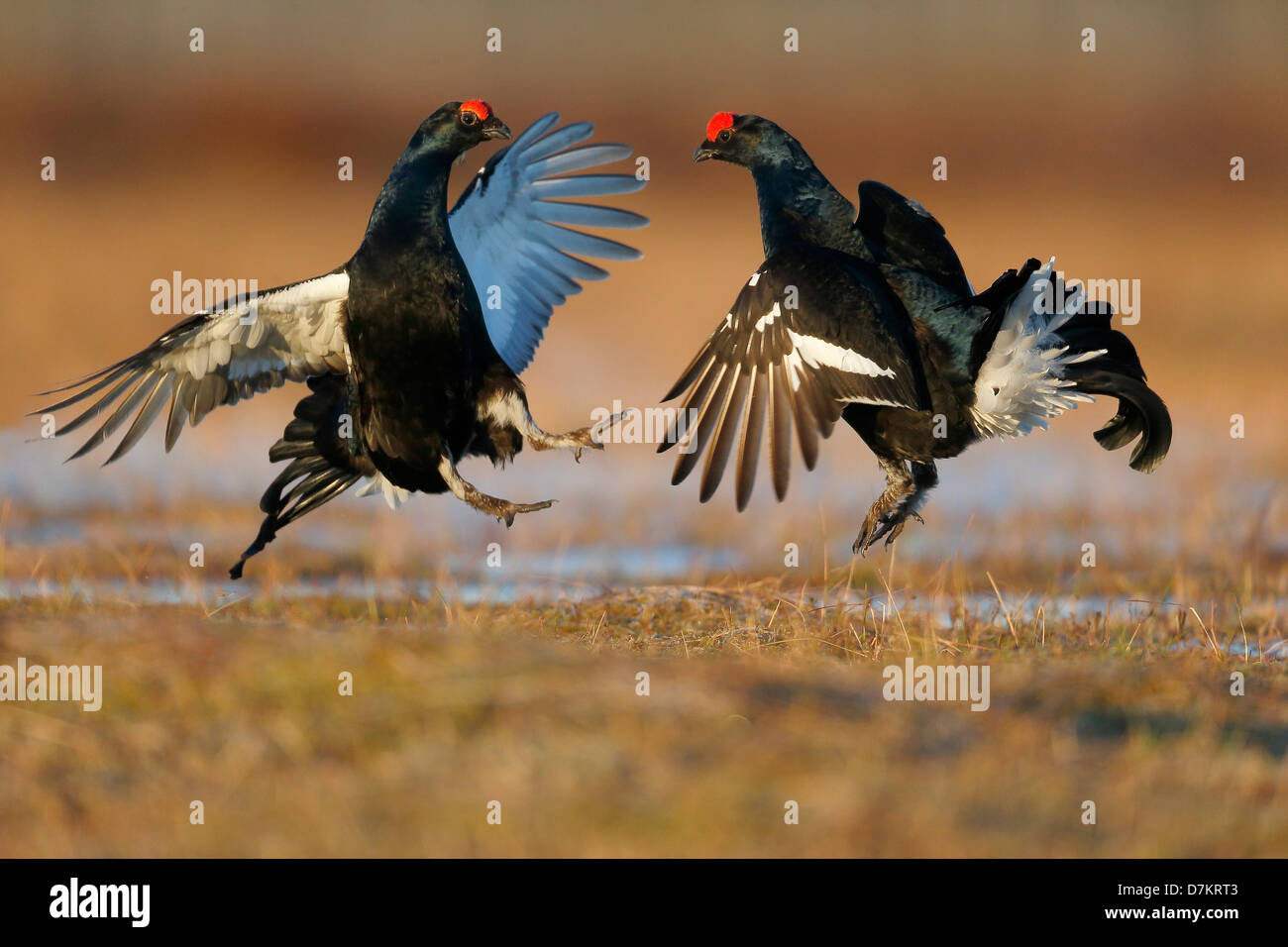 Gallo forcello, Tetrao tetrix, due maschi combattimenti in terra di palude, Finlandia, Aprile 2013 Foto Stock