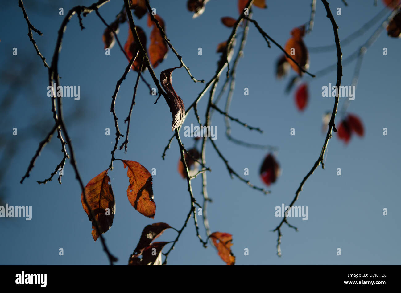 In autunno la fioritura dei ciliegi in foglie, Worcestershire, Inghilterra Foto Stock