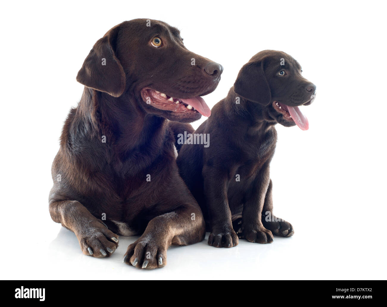 Di razza labrador retriever, adulto e cucciolo di fronte a uno sfondo bianco Foto Stock