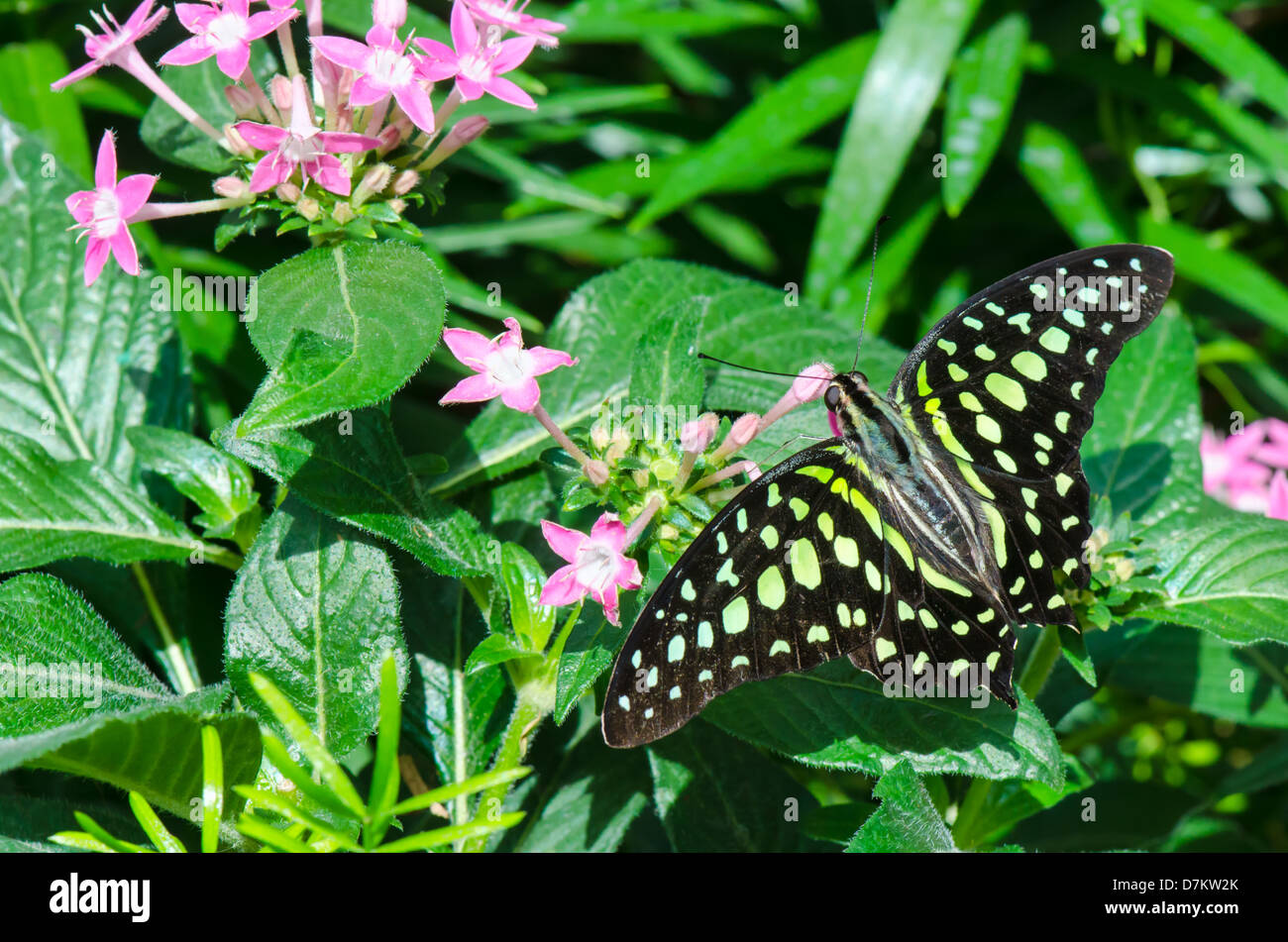 Graphium agamennone butterfly appoggiata su una foglia Foto Stock
