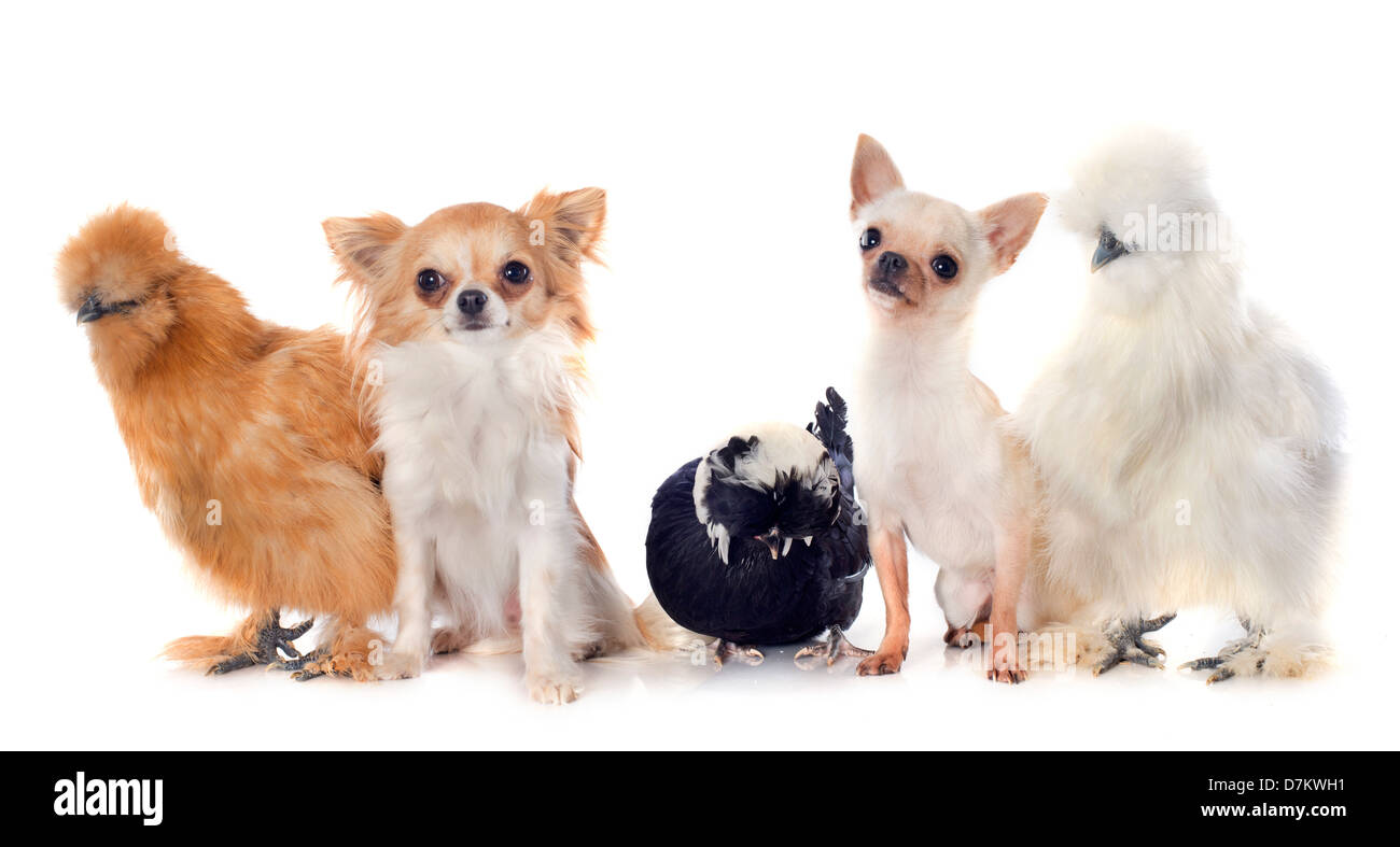 Silkies bantam, olandese e bantam chihuahuas su sfondo bianco Foto Stock