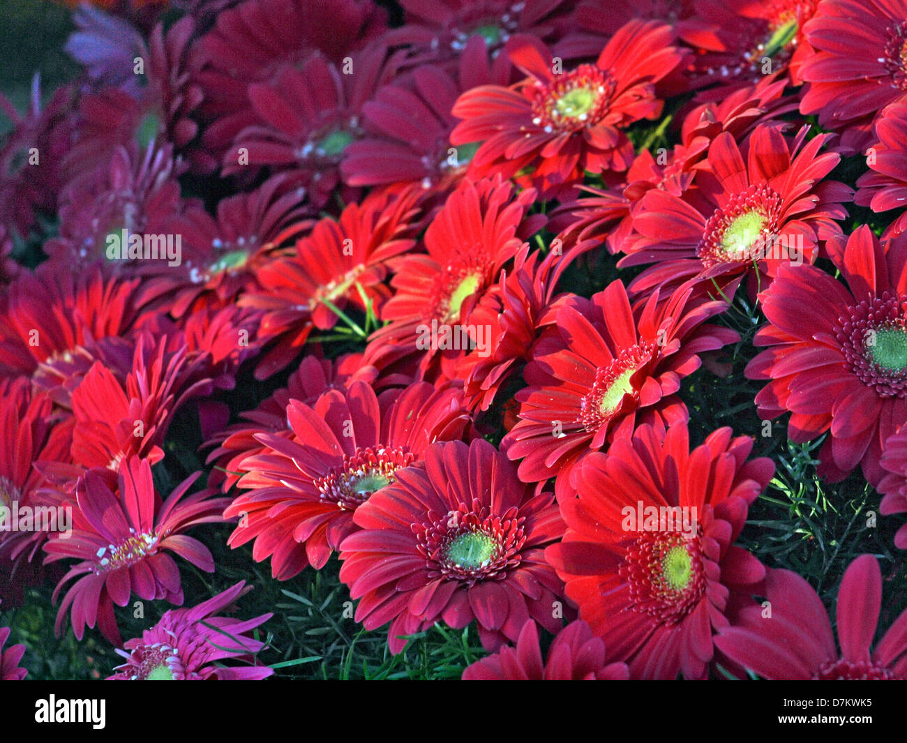 Rosso gerbera margherite. Foto Stock