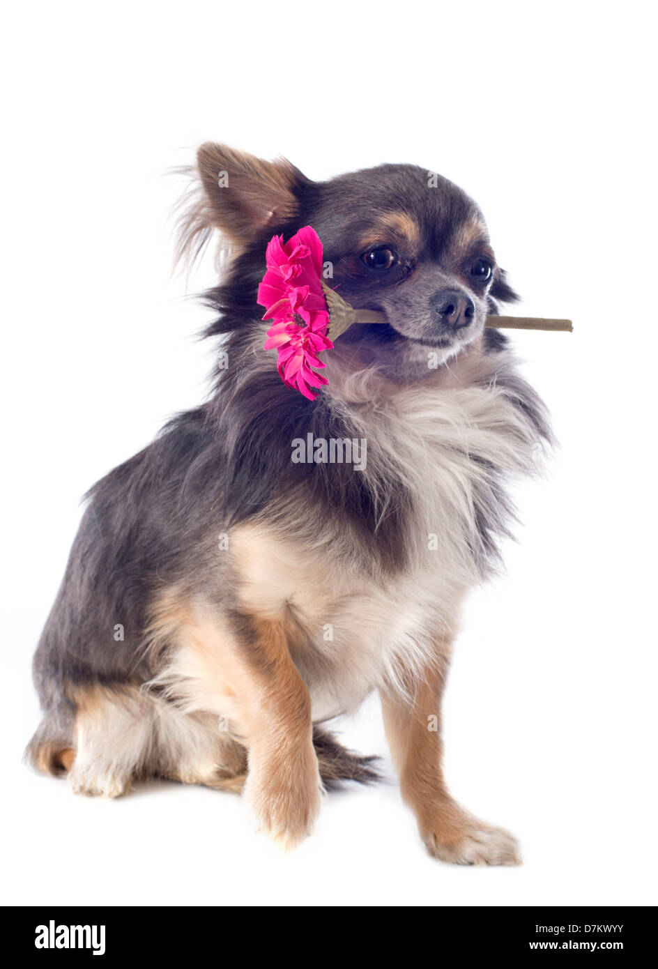 Ritratto di un simpatico di razza chihuahua che tiene un fiore nella sua bocca davanti a uno sfondo bianco Foto Stock