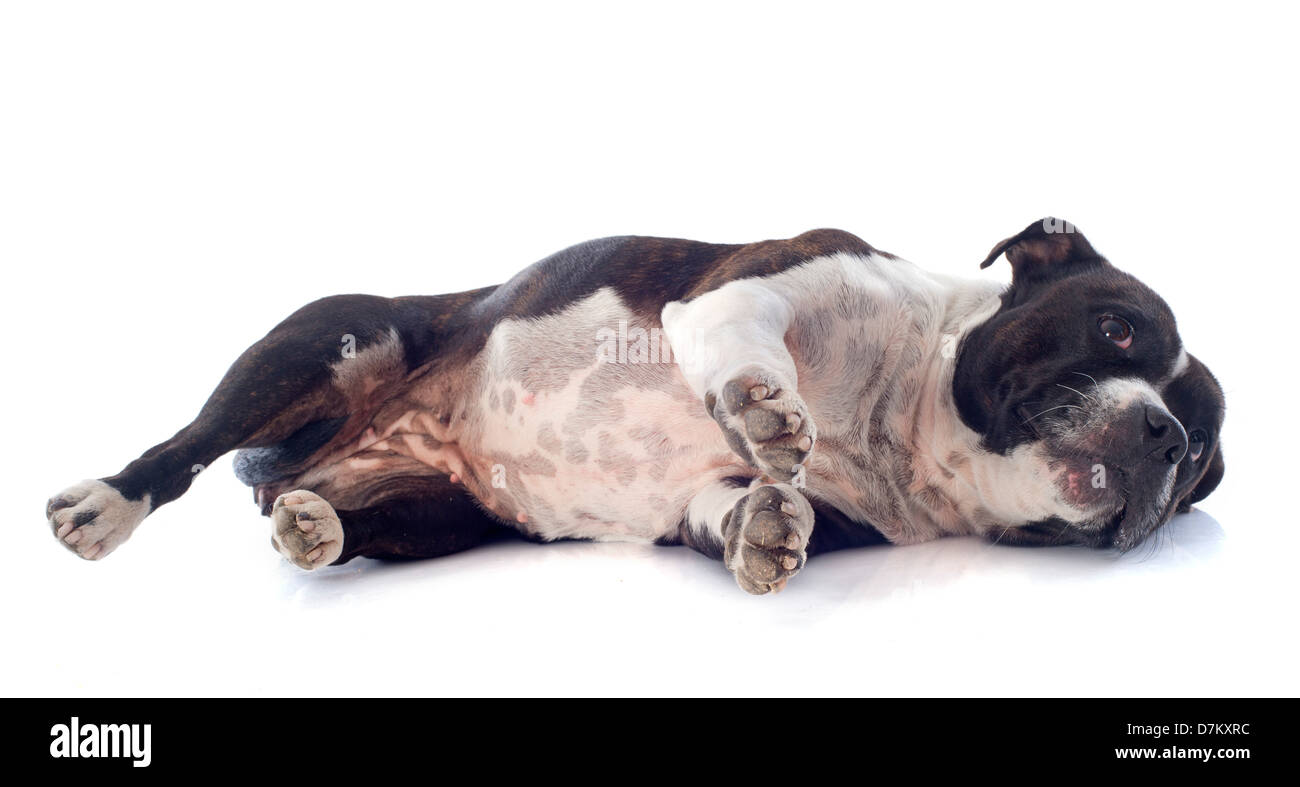 Ritratto di una staffordshire bull terrier stabilite nella parte anteriore del fondo bianco Foto Stock