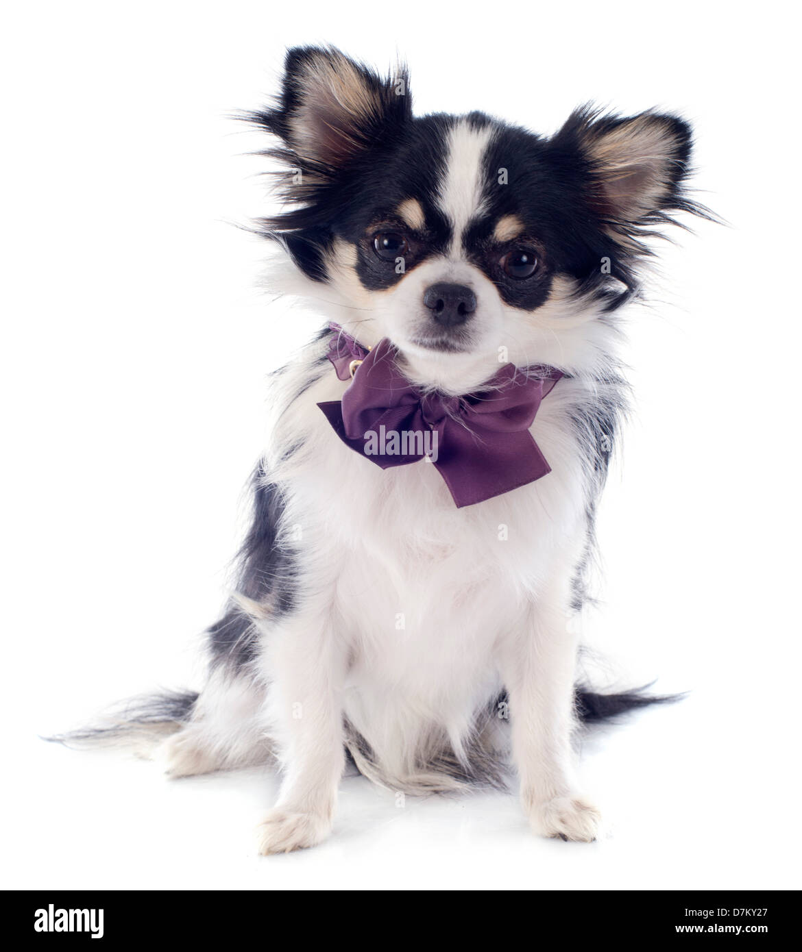 Ritratto di un grazioso cucciolo di razza chihuahua davanti a uno sfondo bianco Foto Stock