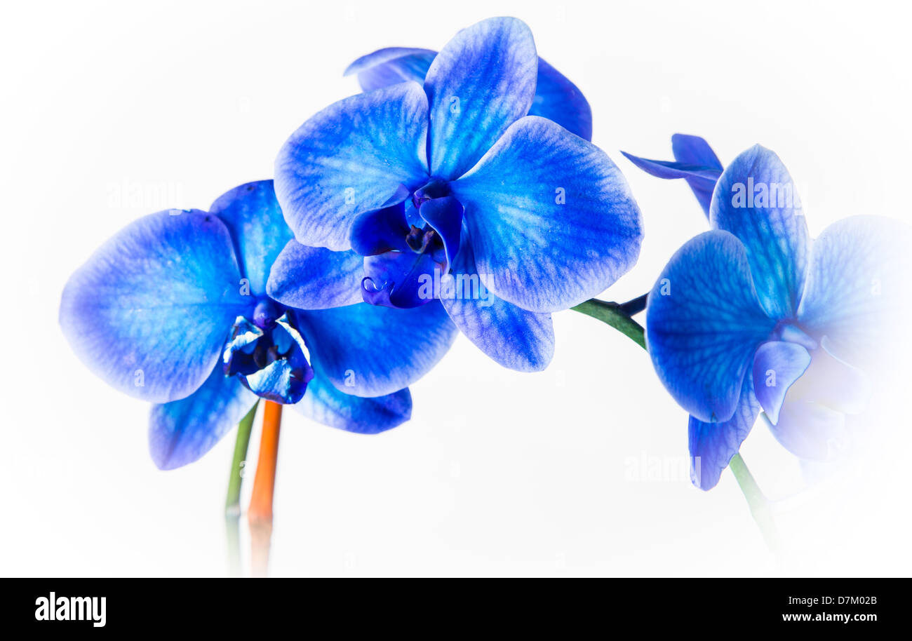 Un blue Orchid isolato in studio su uno sfondo bianco. Foto Stock