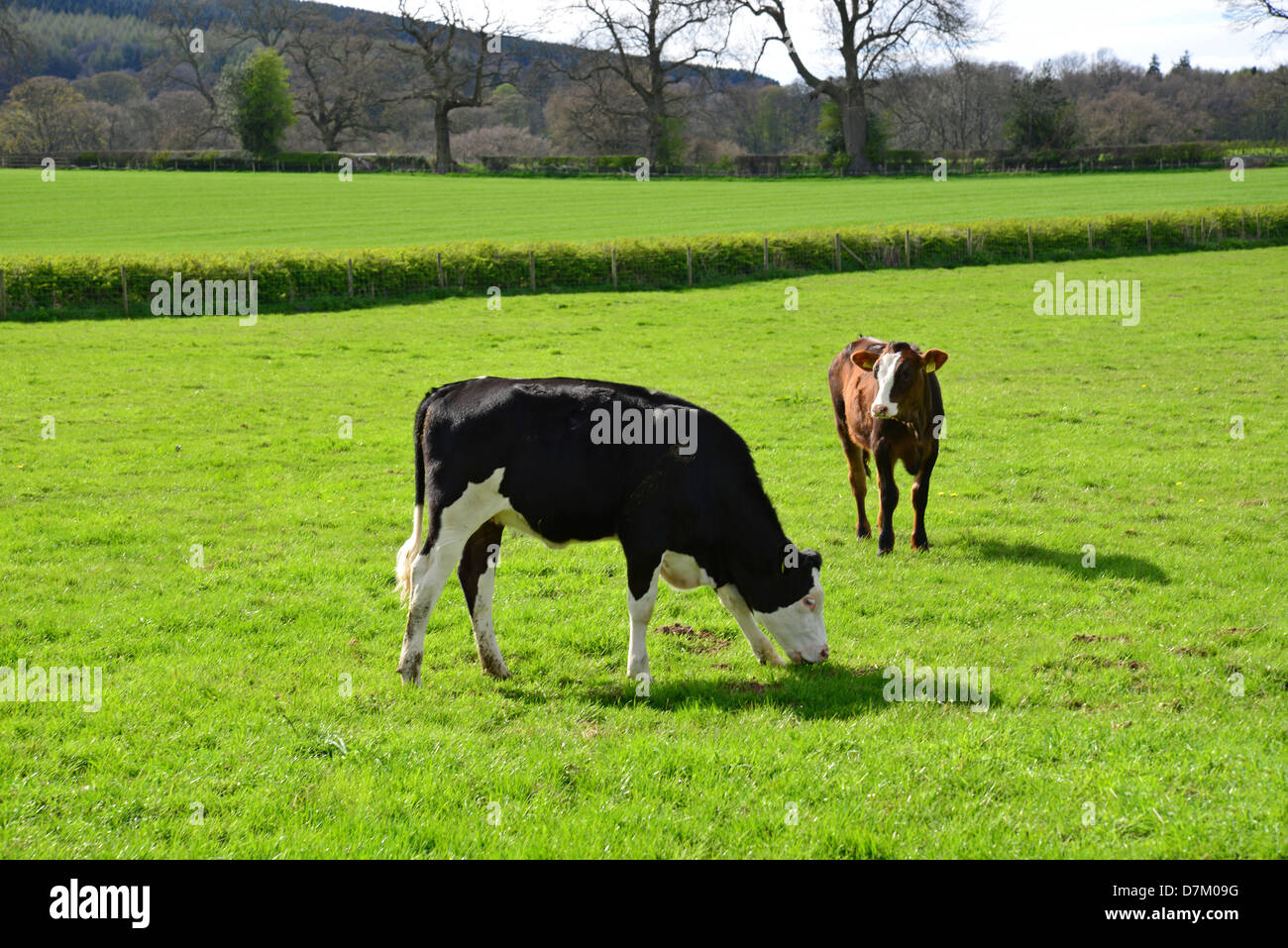 I giovani vitelli da macello nel campo vicino a Ludlow, Shropshire, England, Regno Unito Foto Stock