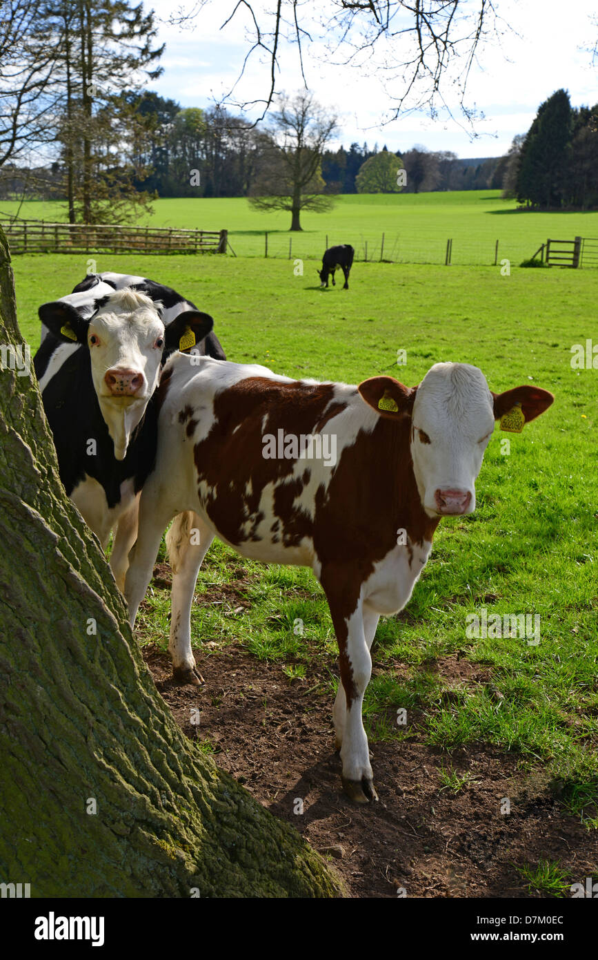 I giovani vitelli da macello nel campo vicino a Ludlow, Shropshire, England, Regno Unito Foto Stock