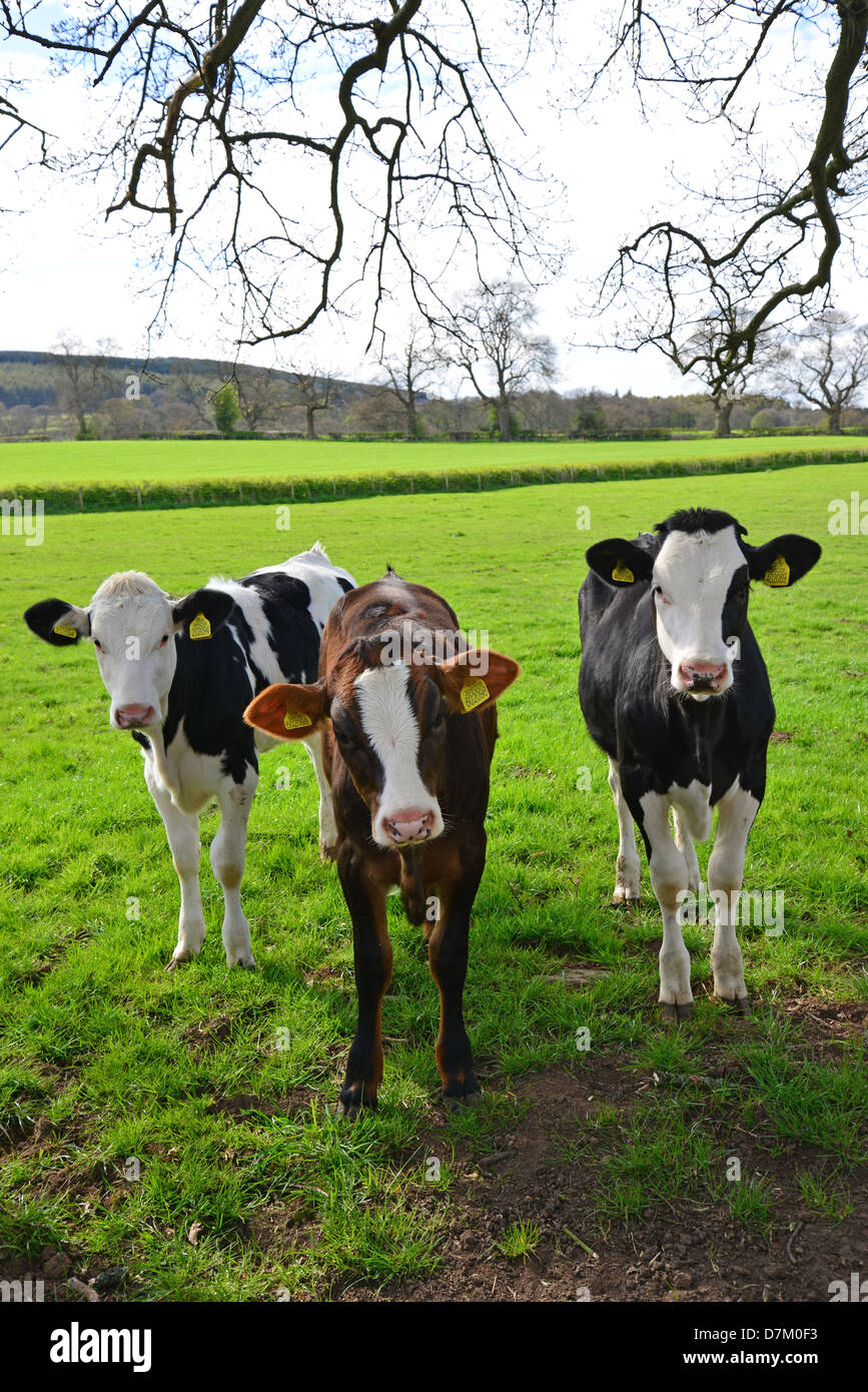 I giovani vitelli da macello nel campo vicino a Ludlow, Shropshire, England, Regno Unito Foto Stock