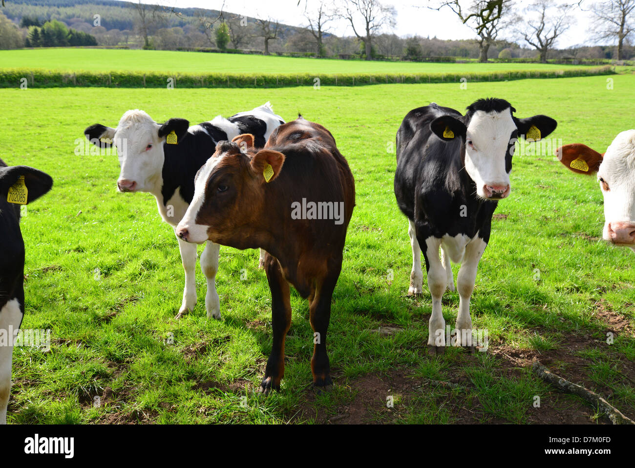 I giovani vitelli da macello nel campo vicino a Ludlow, Shropshire, England, Regno Unito Foto Stock