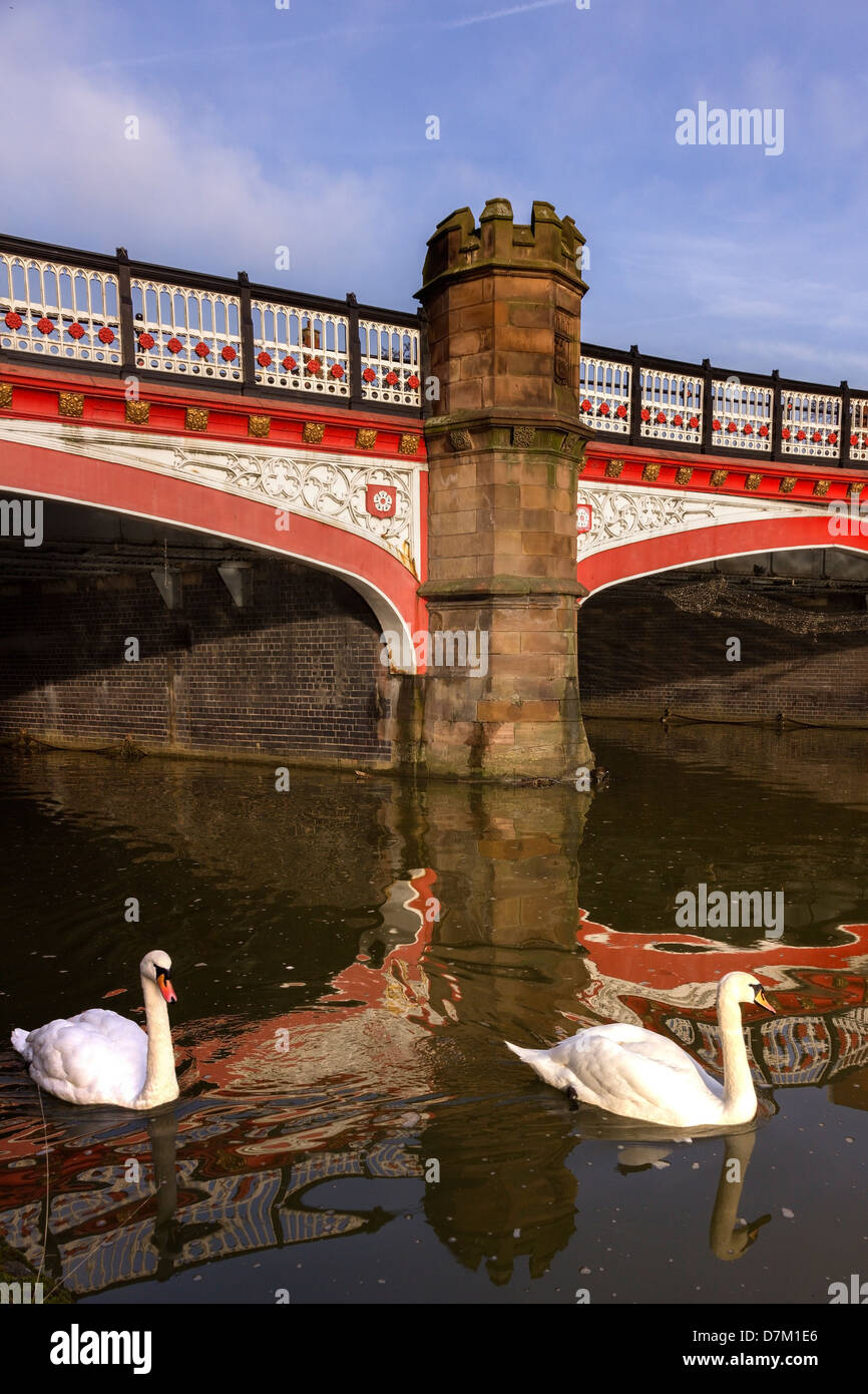 Cigni sul fiume Soar da Victorian West Bridge, Leicester, England, Regno Unito Foto Stock
