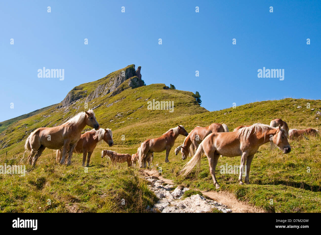 Austria, cavalli in piedi sul prato in Tannheim Alpi Foto Stock