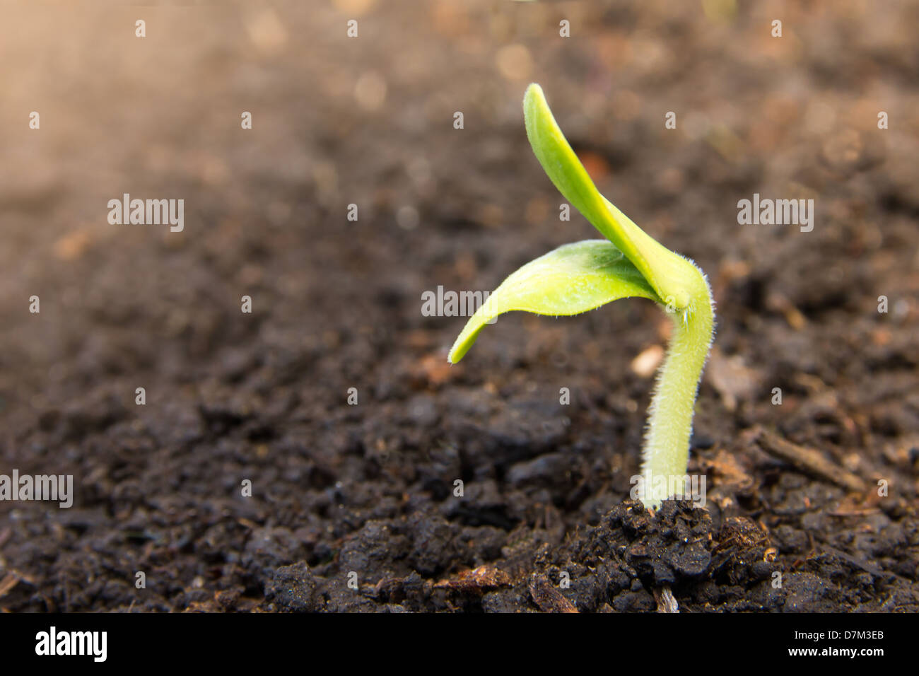 Piantine seme di vita nuova germoglio di suolo Foto Stock
