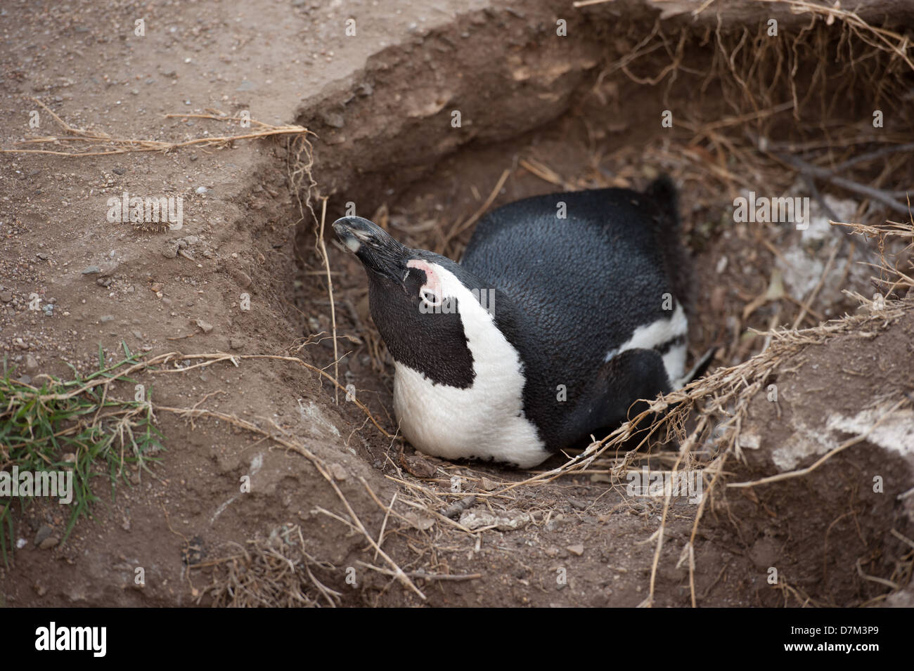 In Africa la nidificazione dei pinguini, Spheniscus demersus, Boulders Beach, Cape Peninsula, Sud Africa Foto Stock