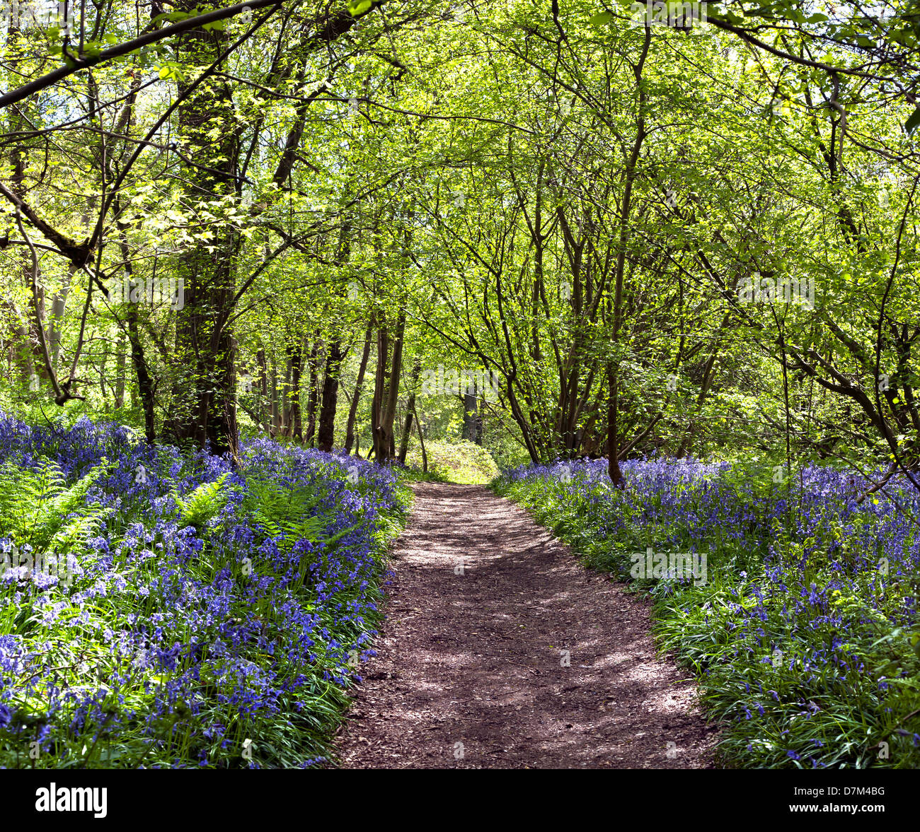 BLUEBELLS crescendo a HILLHOUSE boschi nel west BERGHOLT, Colchester, Essex, Inghilterra Foto Stock