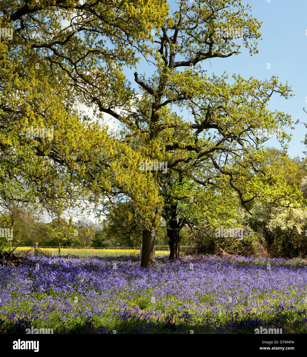 BLUEBELLS crescendo a HILLHOUSE boschi nel west BERGHOLT, Colchester, Essex, Inghilterra Foto Stock