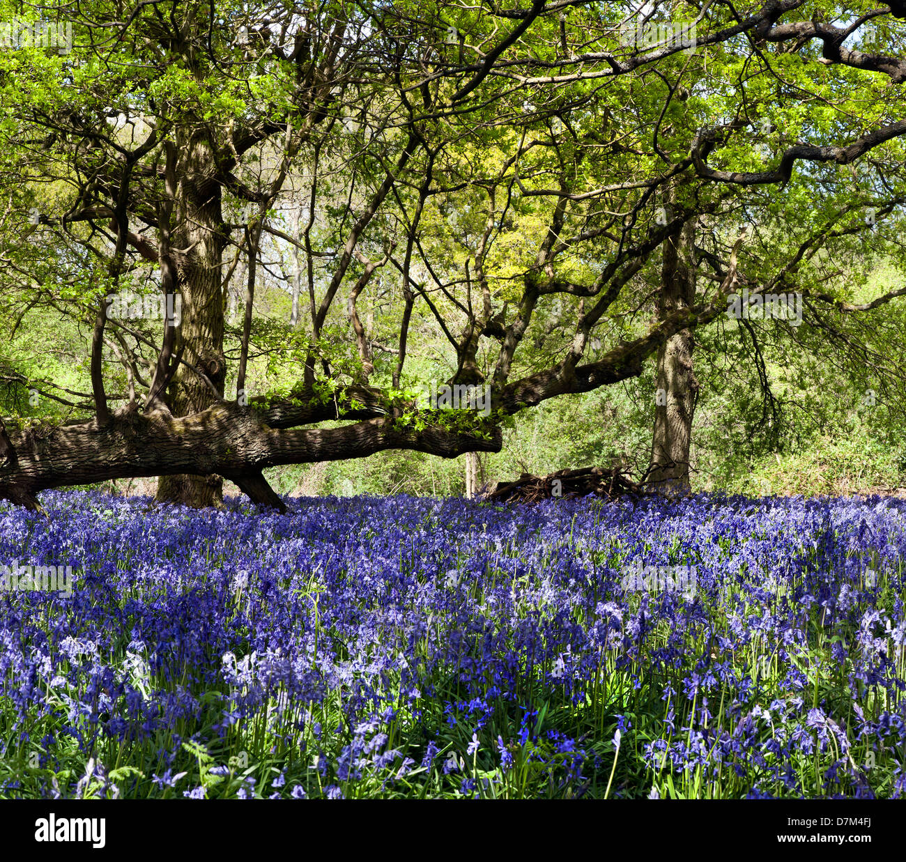 BLUEBELLS crescendo a HILLHOUSE boschi nel west BERGHOLT, Colchester, Essex, Inghilterra Foto Stock